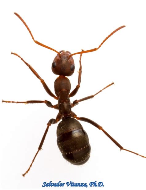 The copulation biology of ants (Hymenoptera: Formicidae)